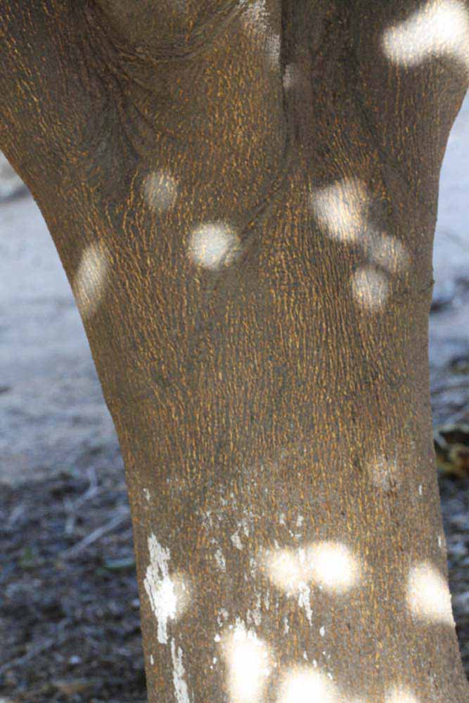              Bark (Riverside, CA)       